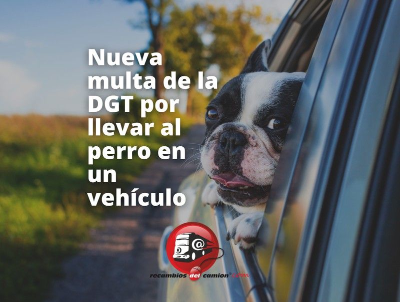 Nueva multa de la DGT por llevar al perro en un vehículo